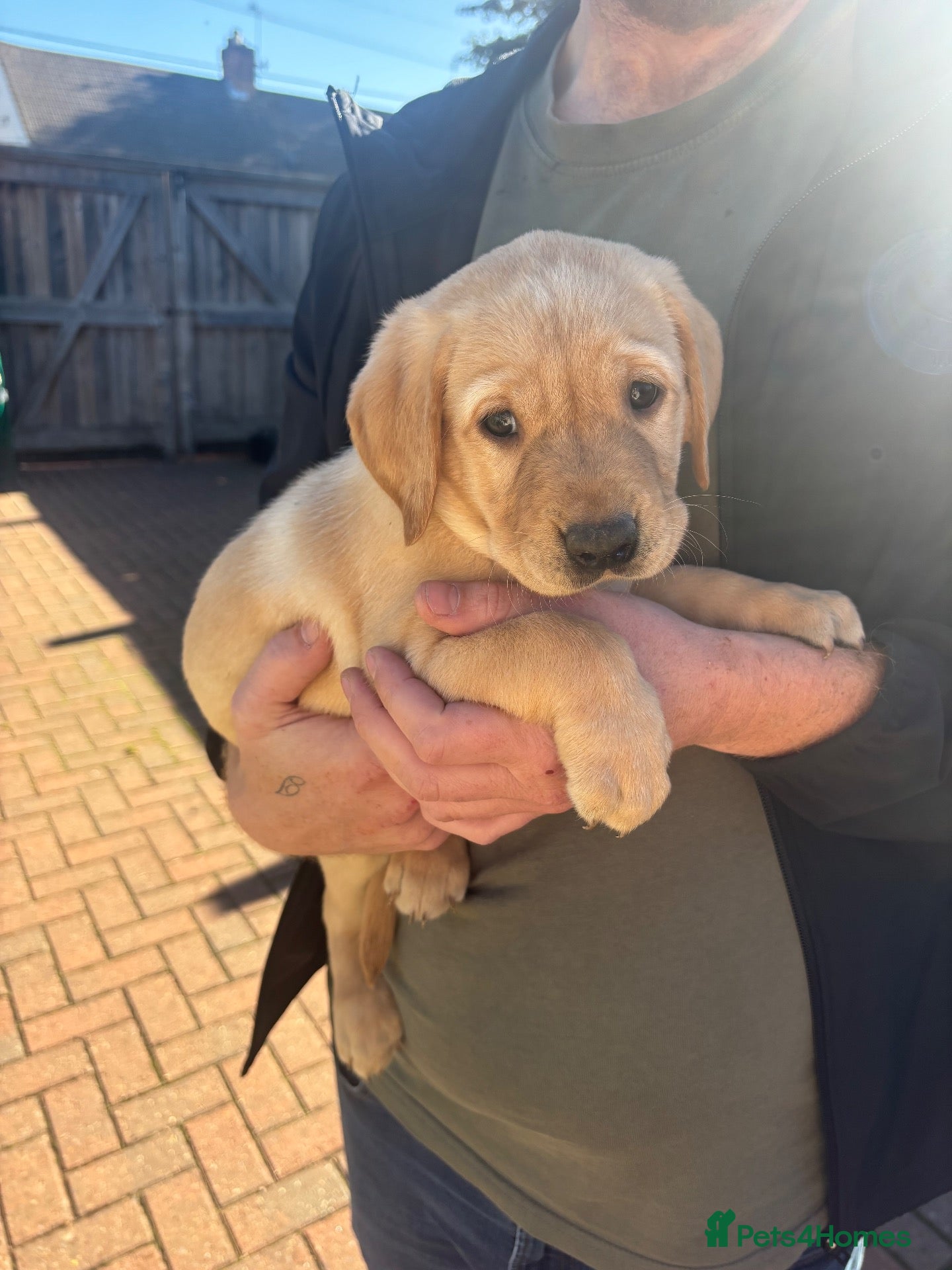 Labrador Retriever dogs KC Registered Labrador puppies - Advert 13