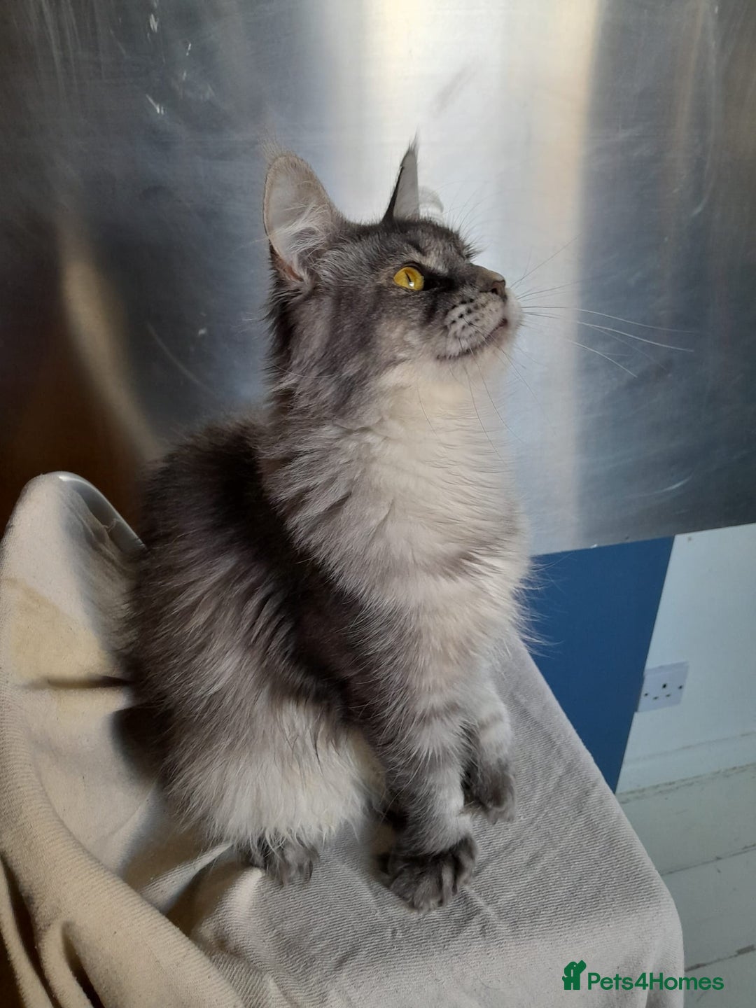 Maine Coon cats for sale: black silver ticked polydactyl girl MaineCoon TICA - Advert 7