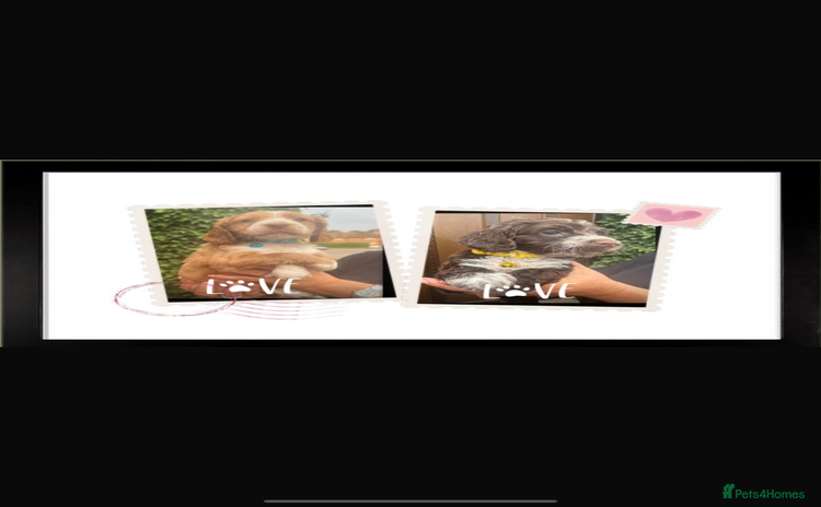 Cockapoo dogs - Advert 1