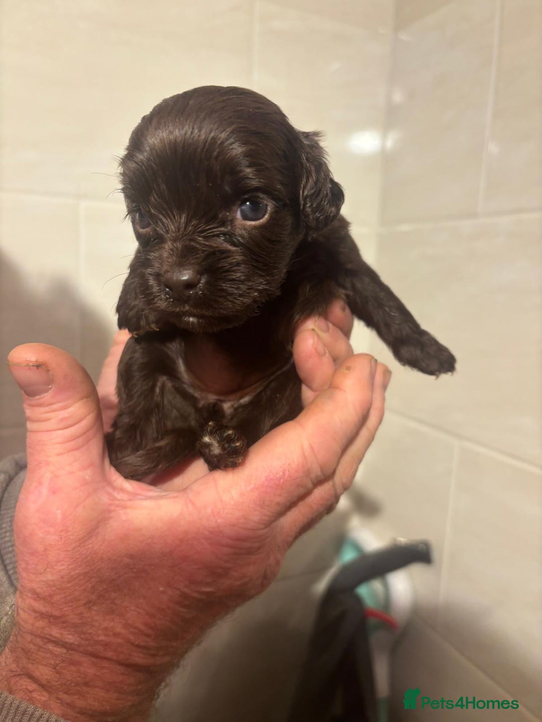 Cockapoo dogs for sale: Chocolate 4 weeks Cokapoo puppies  - Image 5