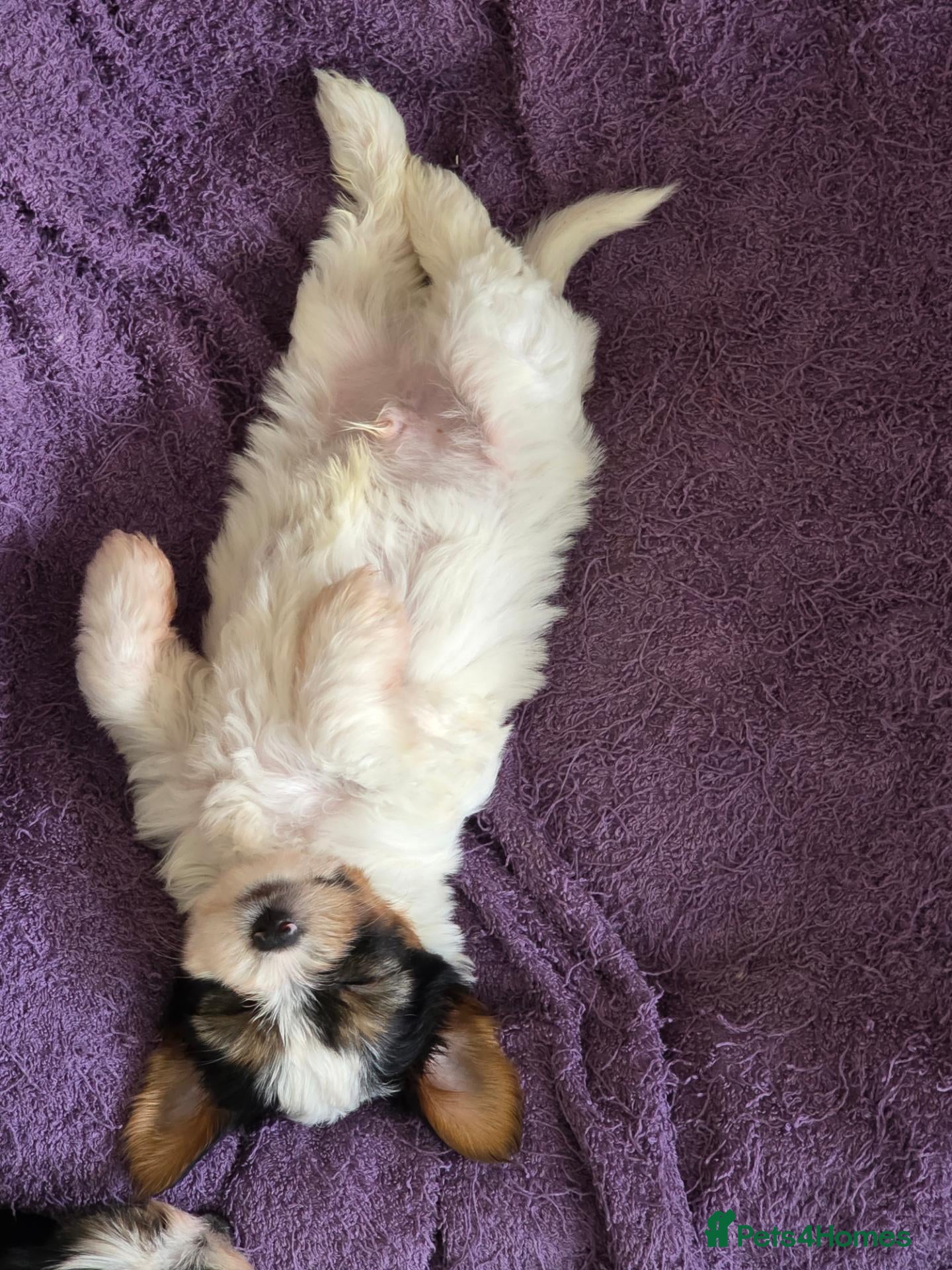Biewer Terrier dogs Pure bred Biewer Terrier  - Advert 4