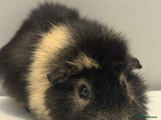 Guinea Pig rodents 4x male Guniea pigs - Advert 1