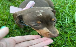 Miniature Dachshund dogs for sale: Female Miniature Dachshund  - Image 4