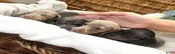 Miniature Dachshund dogs for sale: Miniature dachshund puppies - Advert 20