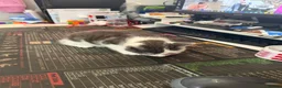 Mixed Breed cats for sale: Three beautiful kittens for sale.  - Advert 3