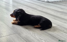 Miniature Dachshund dogs for sale: Amazing longhaired Miniature Dachshunds - Image 7