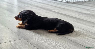 Miniature Dachshund dogs - Advert 5