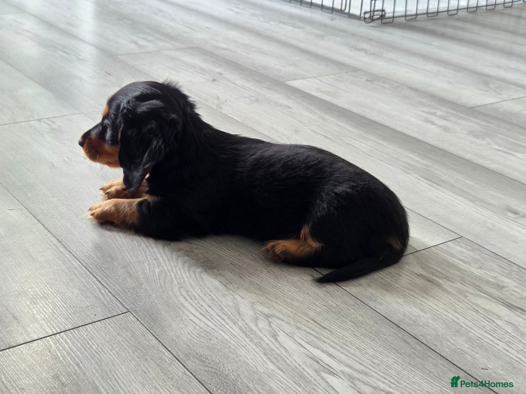 Miniature Dachshund dogs for sale: Amazing longhaired Miniature Dachshunds - Image 7