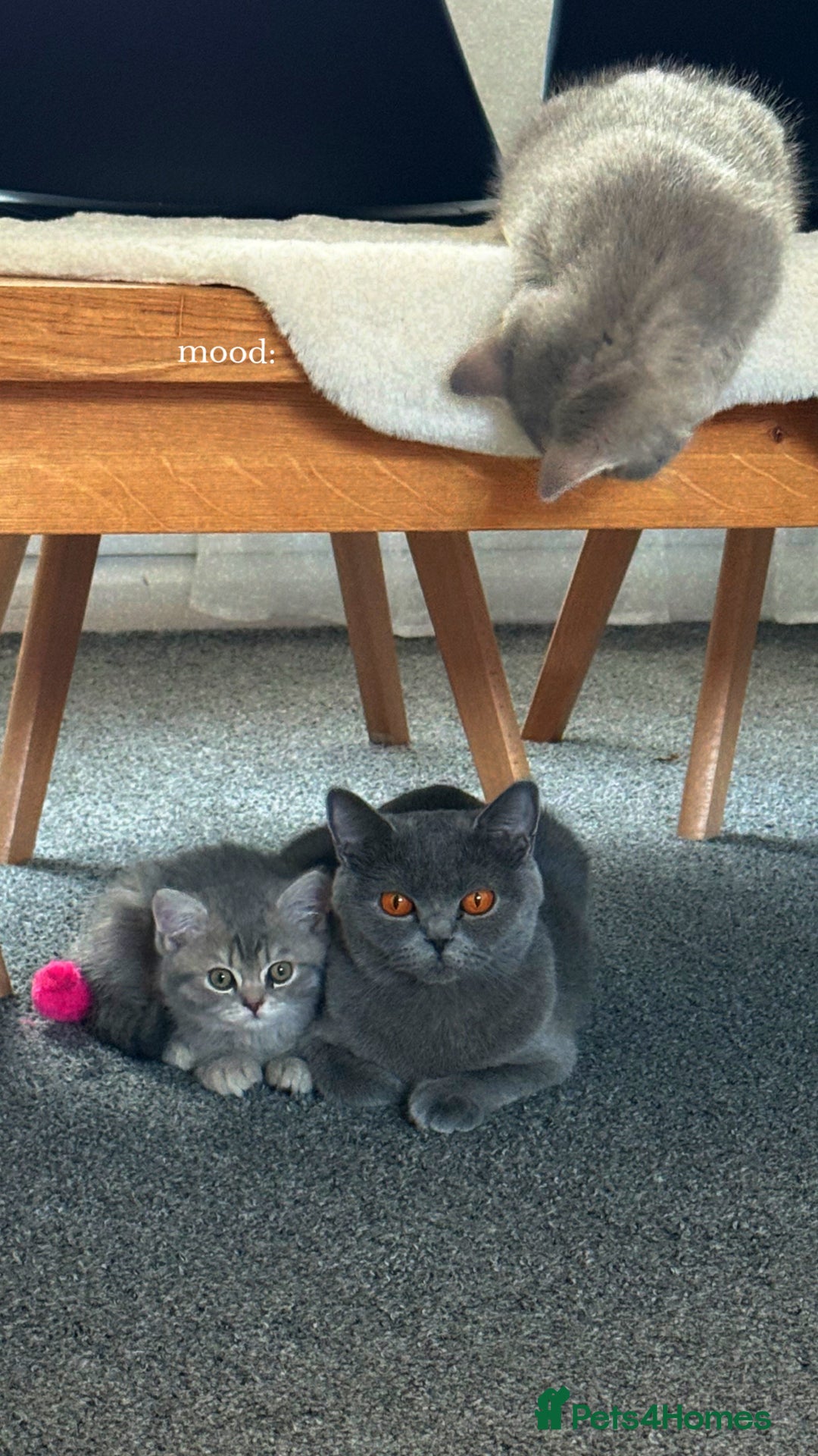 British Shorthair cats for sale: British shorthair  - Advert 3