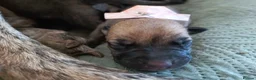 Lurcher dogs for sale: Beautiful Working Stock Female Lurcher Puppy - Advert 16