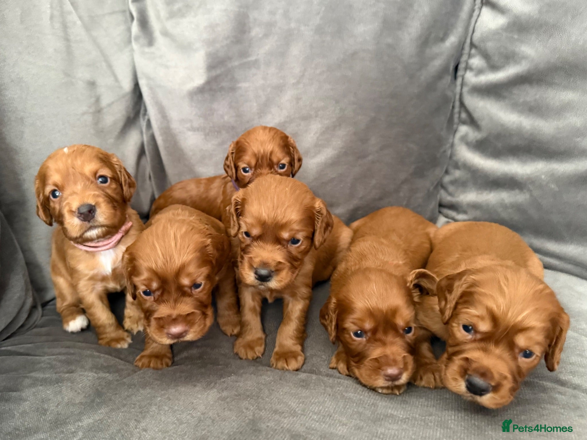 Cocker Spaniel dogs Red KC Registered Working Cocker Spaniel - Advert 2