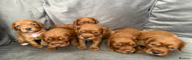 Cocker Spaniel - Green