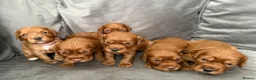 Cocker Spaniel dogs for sale: 💙 Boy Red KC Working Cocker Spaniel 💙 - Advert 27