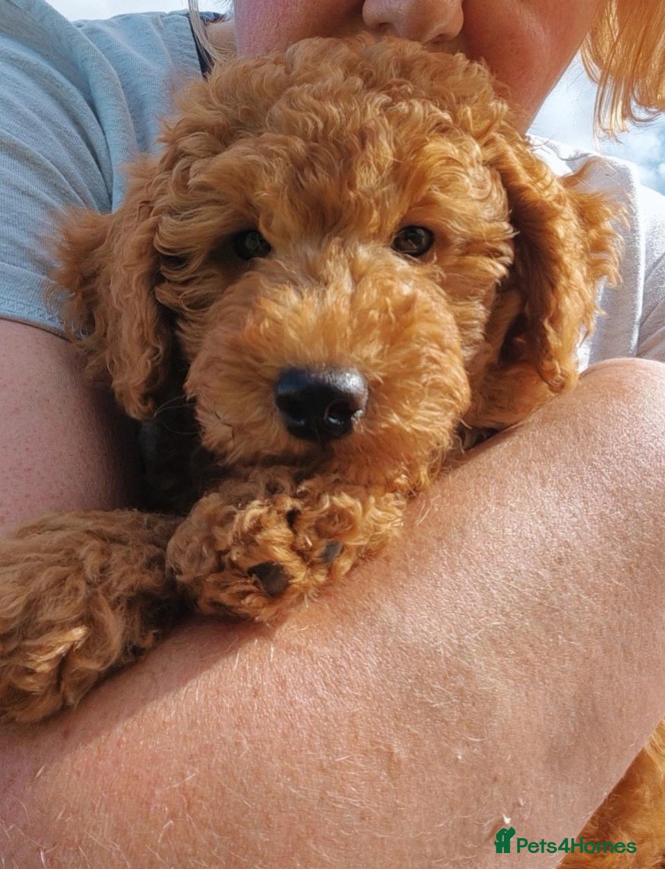 Miniature Poodle dogs Stunning poodles puppies  ready now   - Advert 16