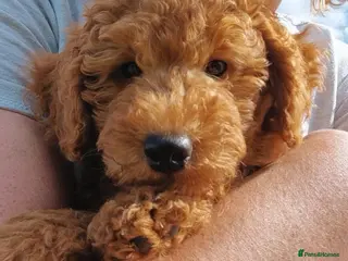 Miniature Poodle dogs Stunning poodles puppies ready now - Advert 16