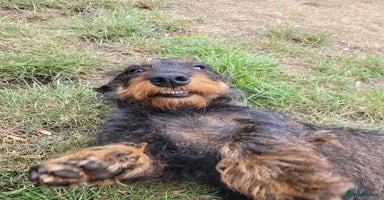 Dachshund dogs - Advert 16