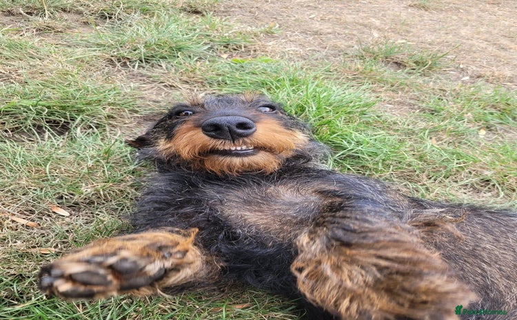 Dachshund dogs - Advert 8