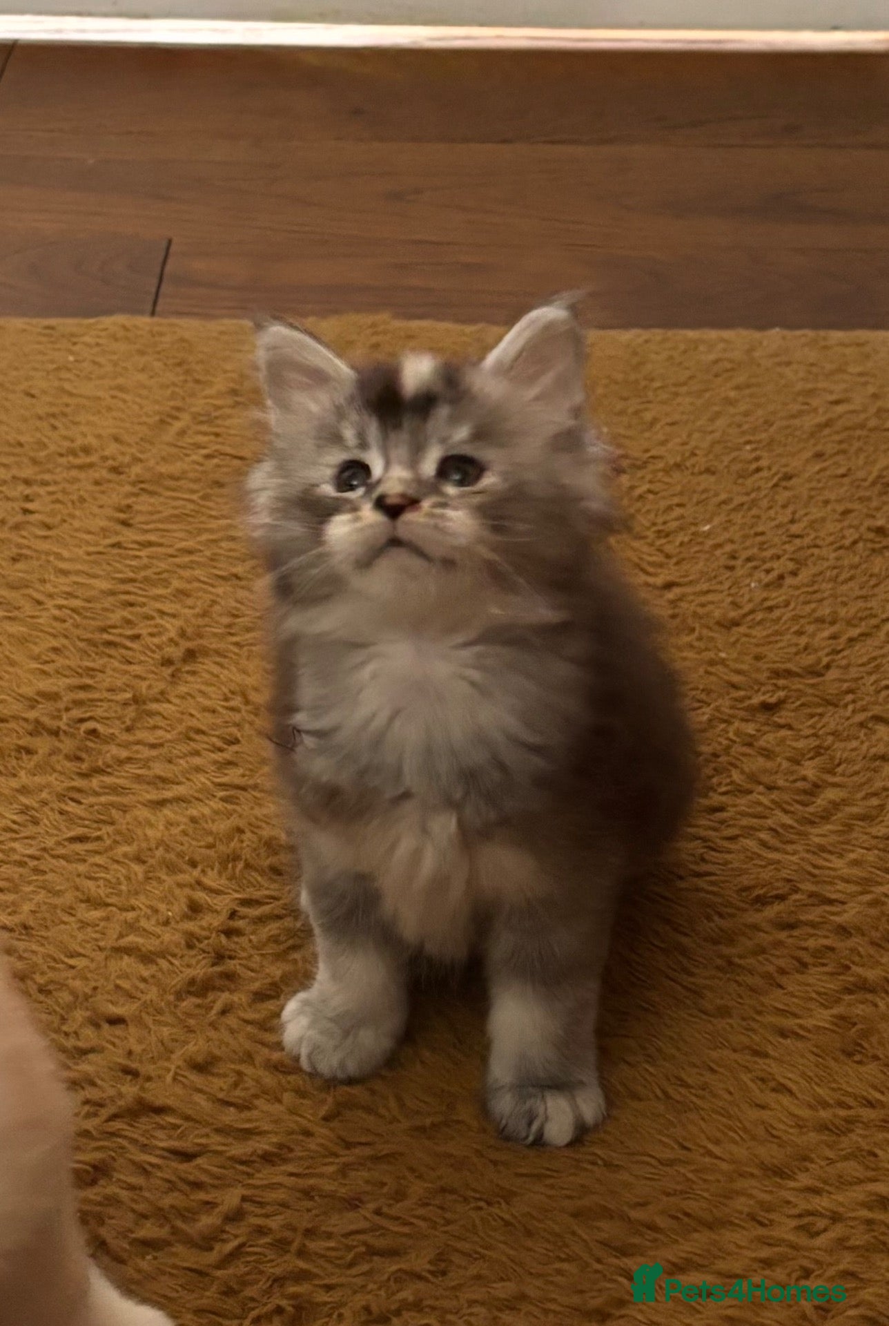 Maine Coon cats Stunning Tica registered Maine Coon Girl  - Advert 9