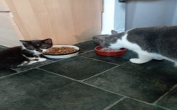 Mixed Breed cats for sale: Female kitten looking for new home - Image 5