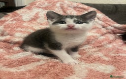 Mixed Breed cats for sale: 5 beautiful kittens looking for forever home  - Image 5