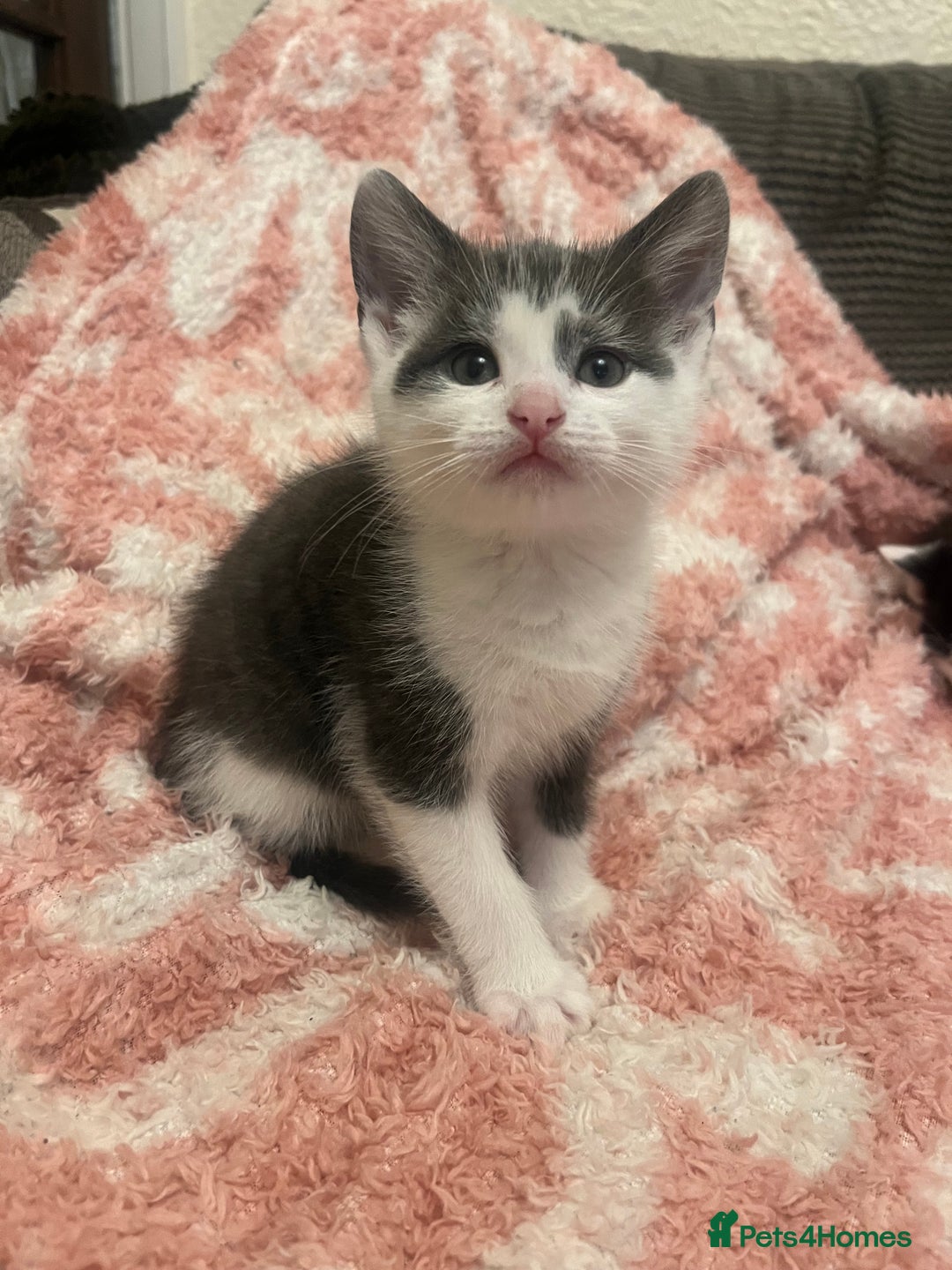Mixed Breed cats for sale: 5 beautiful kittens looking for forever home  - Image 5