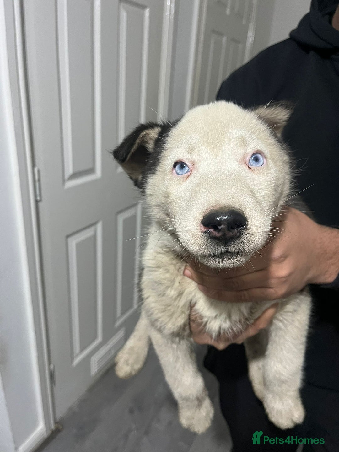 Siberian Husky dogs for sale: Husky puppy's  - Advert 14