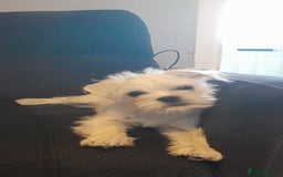 Mixed Breed dogs for sale: Ollie - Image 1
