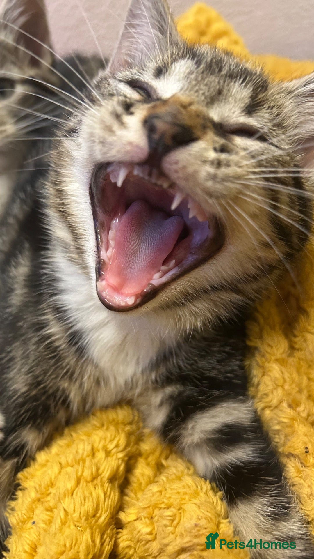 Mixed Breed cats 🐱 Adorable Kittens Looking for Loving Homes! 🏡❤️ - Advert 7