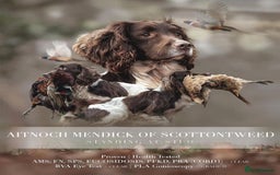 English Springer Spaniel dogs for sale: 2 Lovely Male Springer Spaniels - Image 33