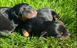 Rottweiler dogs for sale: 📅Healthy&Well-Socialised Rottweiler Pups📍 - Image 6