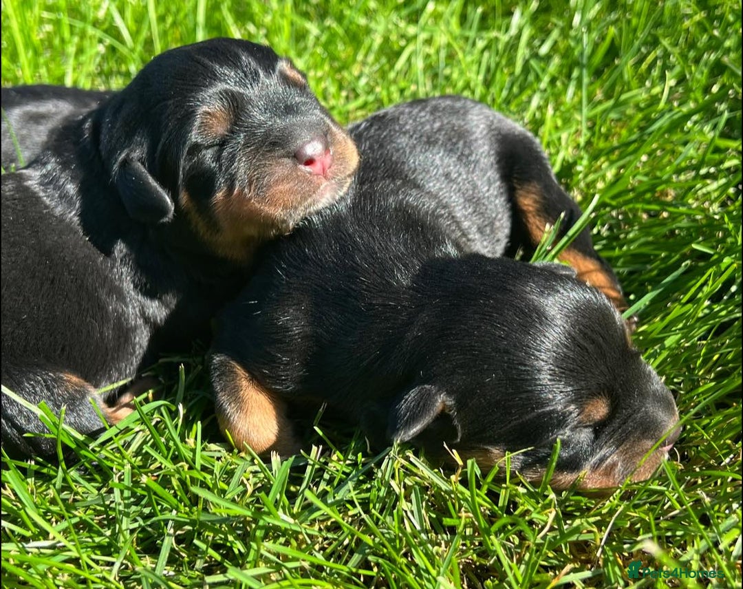 Rottweiler dogs for sale: 📅Healthy&Well-Socialised Rottweiler Pups📍 - Image 6