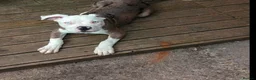 Alapaha Blue Blood Bulldog dogs for sale: Male alapaha blue blood bulldog pup 6 months  - Advert 18