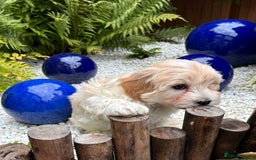 Havanese dogs for sale: 3 Beautiful Havanese Pedigree Puppies - Image 23