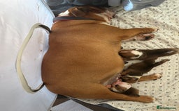 English Bulldog dogs for sale: English bulldog puppies  - Image 2