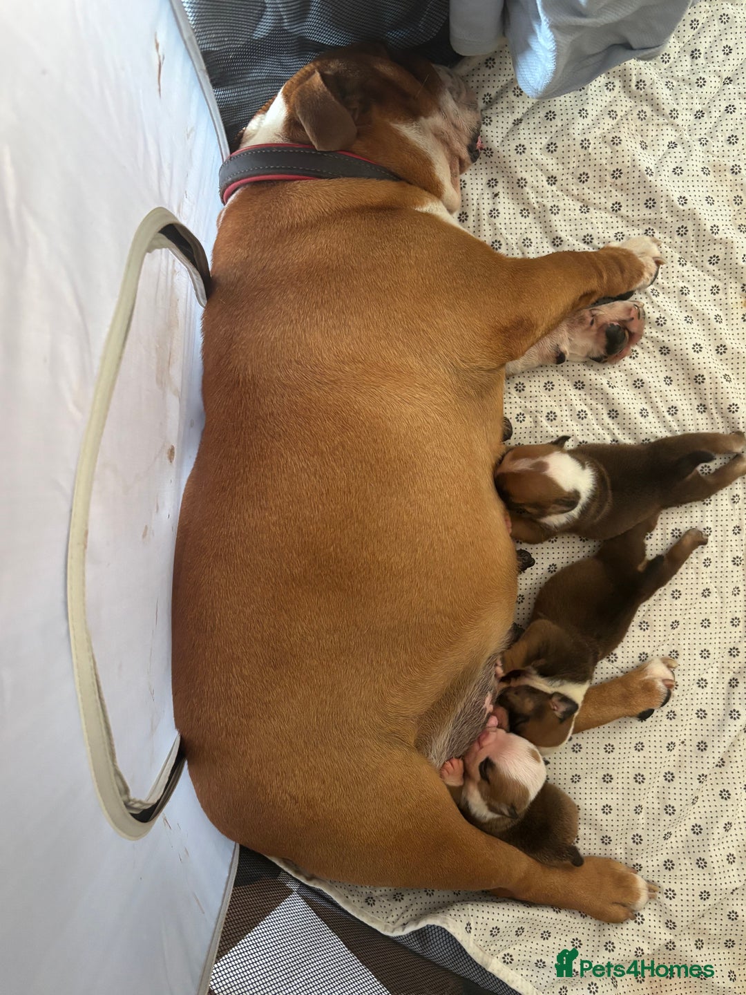 English Bulldog dogs for sale: English bulldog puppies  - Image 2