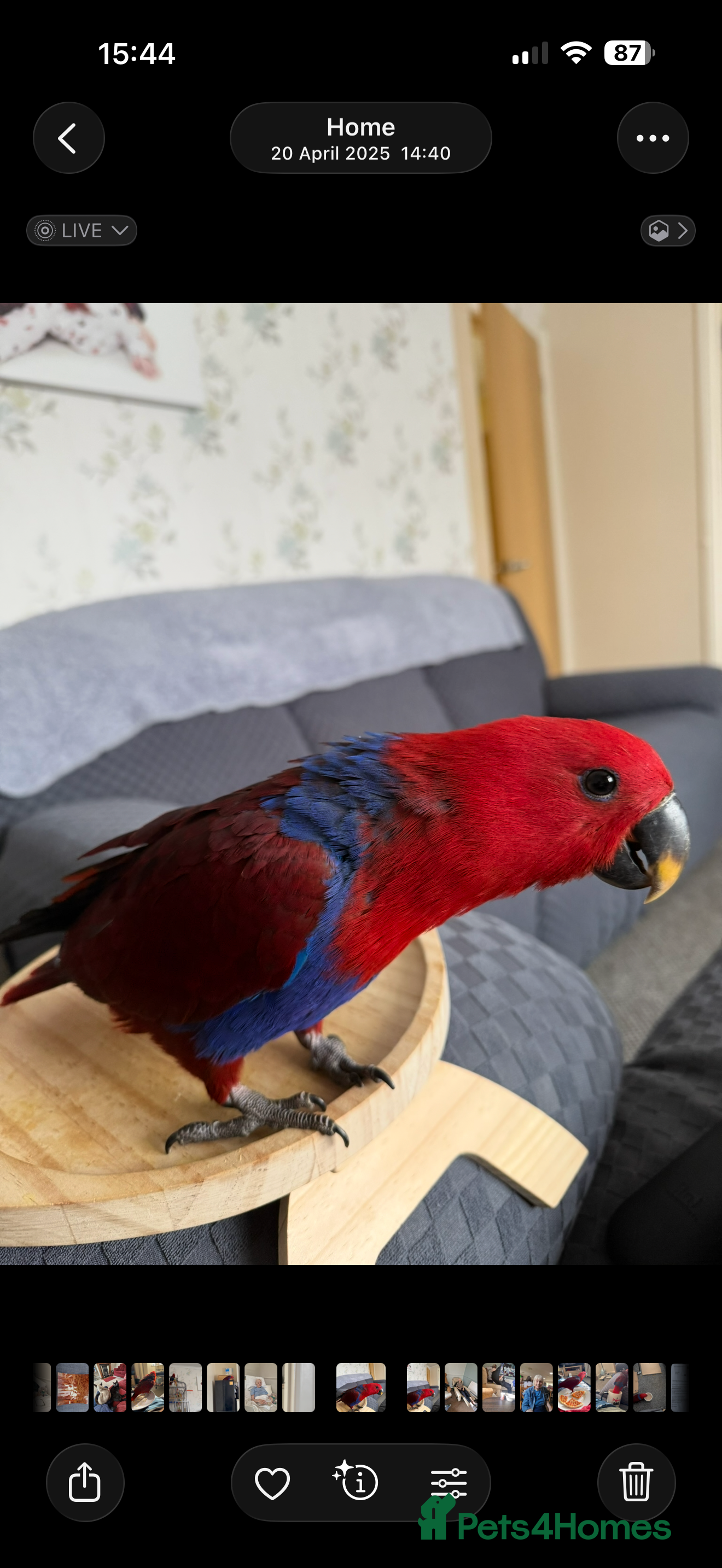 Parrots birds Eclectus parrot  - Advert 2