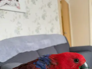 Parrots birds Eclectus parrot - Advert 2