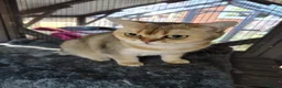British Shorthair cats for sale: Two male cats brothers - Advert 9