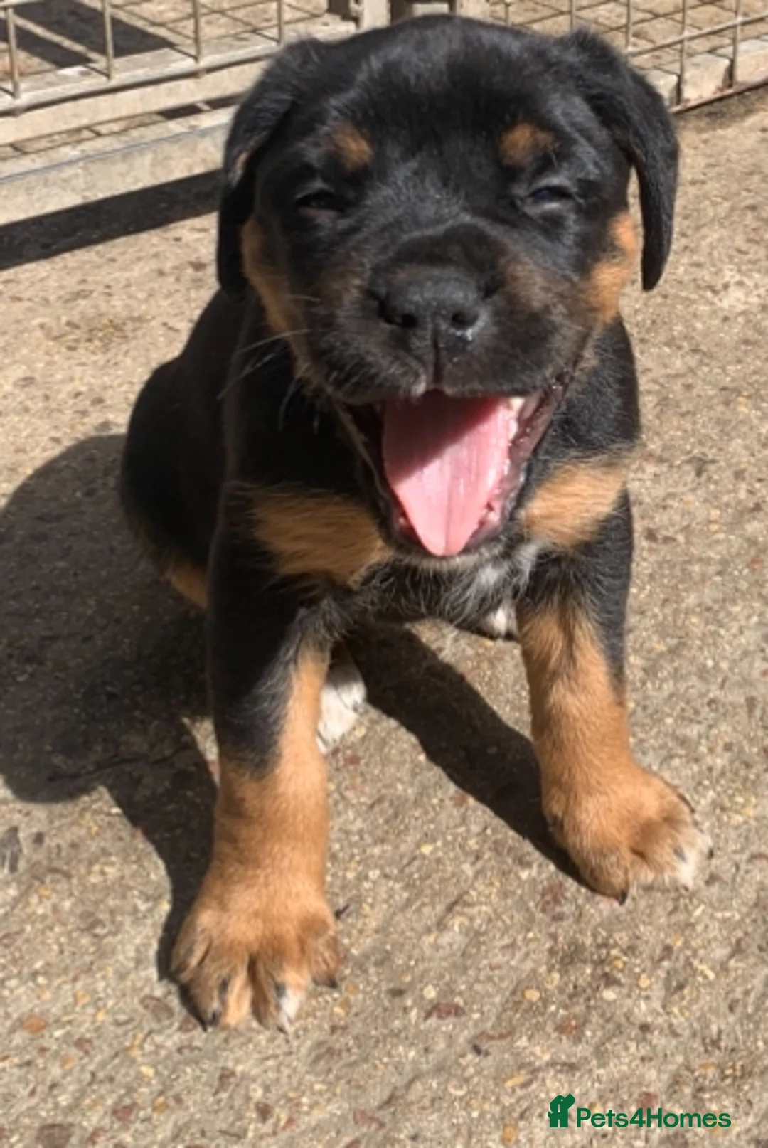 Mixed Breed dogs for sale: Boxweilers (Rottweiler x Boxer) - Advert 2