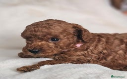 Miniature Poodle dogs for sale: Deep red Miniature Poodles  - Image 3