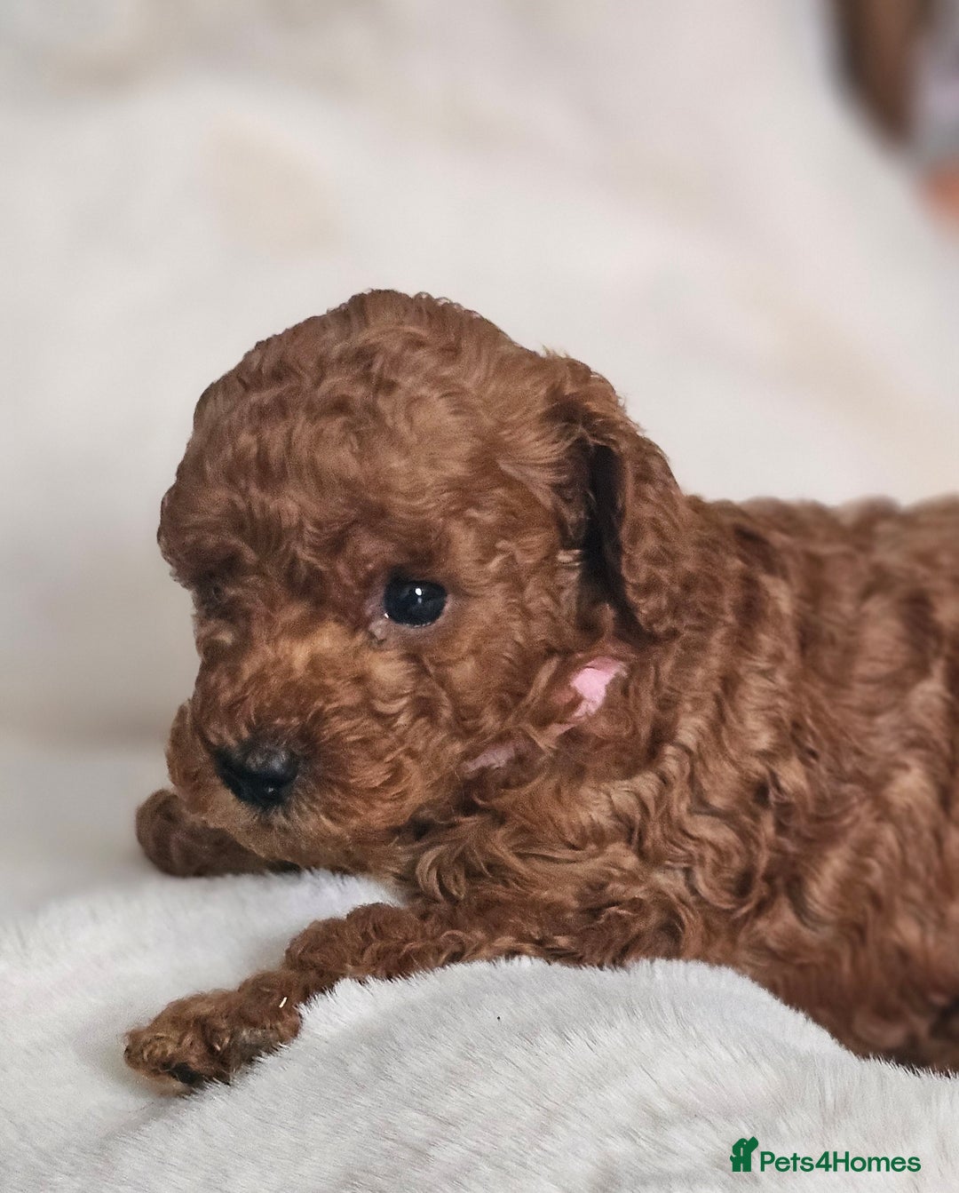 Miniature Poodle dogs for sale: Deep red Miniature Poodles  - Image 3