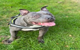 Mixed Breed dogs for sale: Beautiful Staffie cross  - Image 2