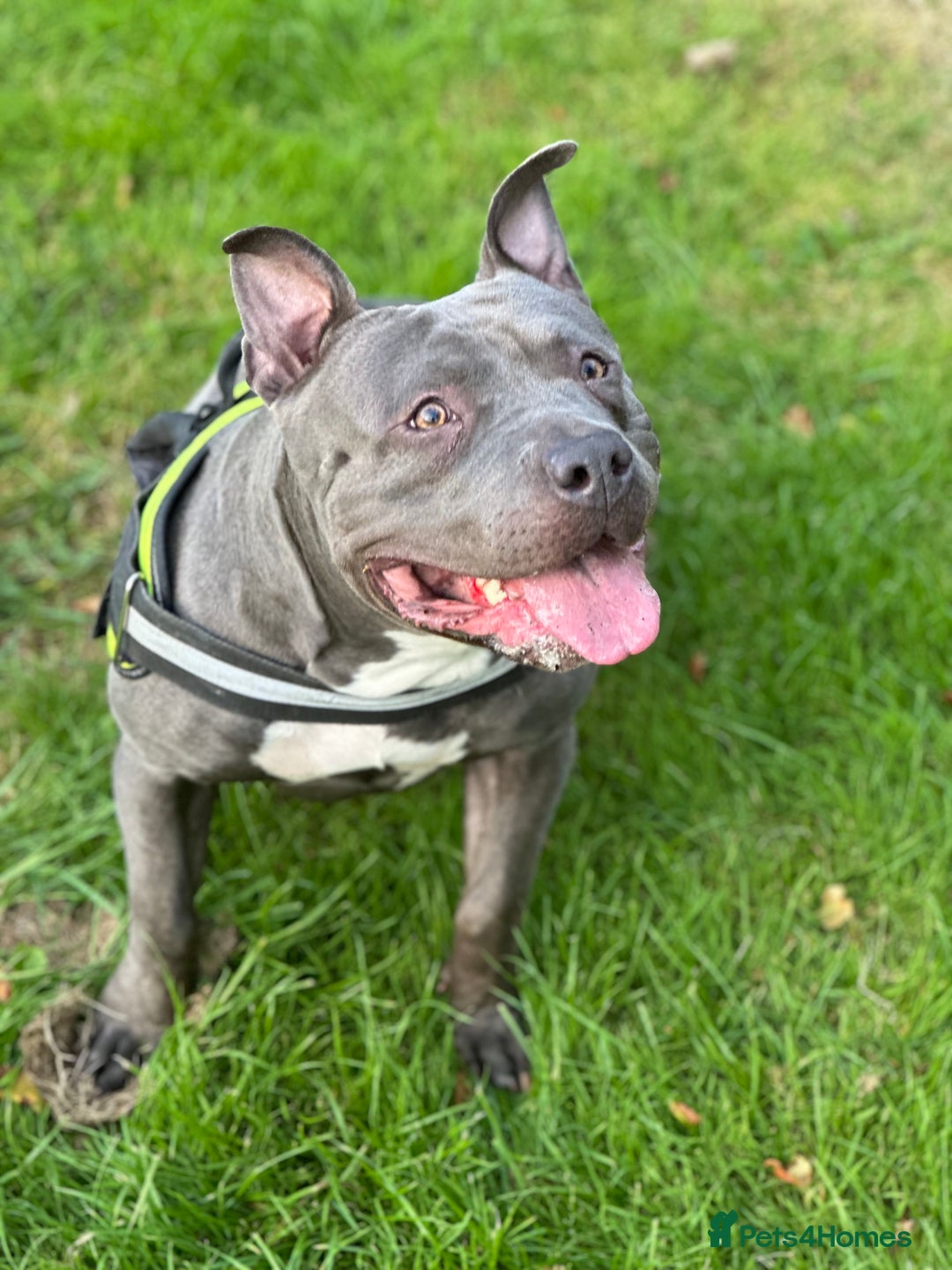 Mixed Breed dogs for sale: Beautiful Staffie cross  - Image 2