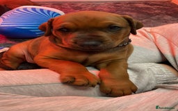 Dobermann dogs for sale: F1b Working dobermanns  - Image 29