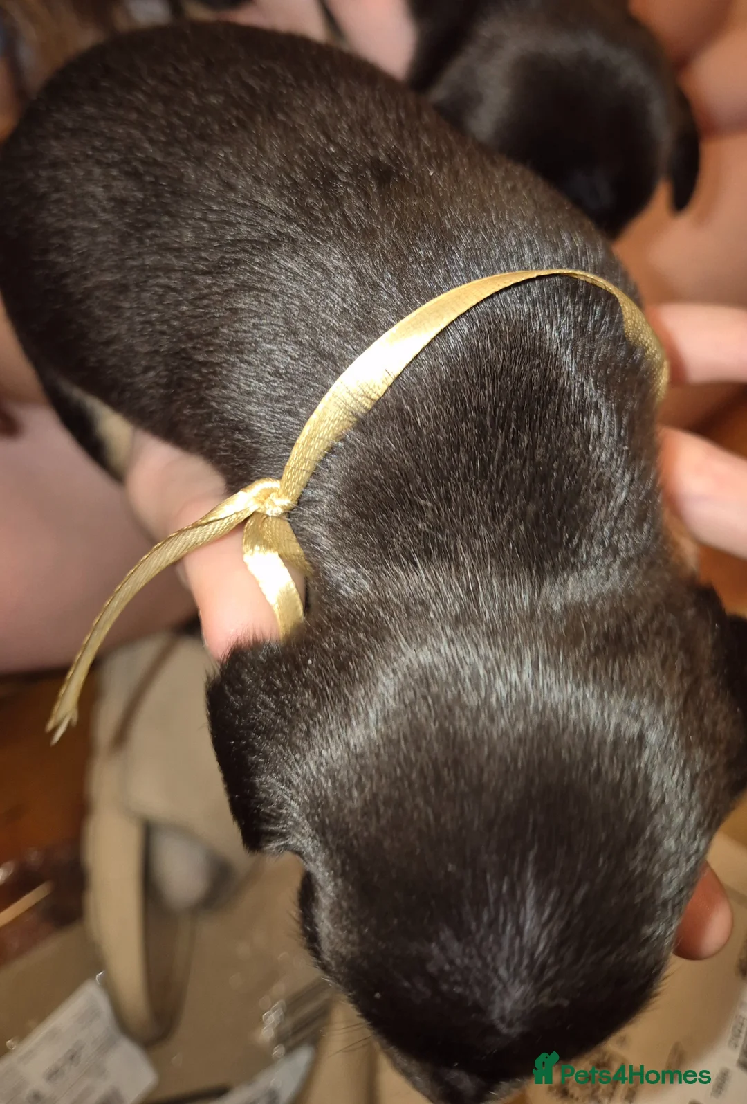 Miniature Dachshund dogs for sale: 8 Miniature Dachshund puppies ready 29th May - Advert 27