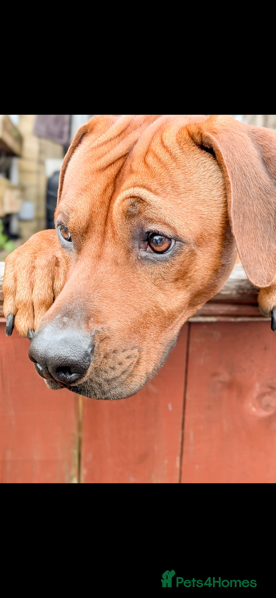 Rhodesian Ridgeback dogs Pedigree - Champion Bloodline - Ideal Temperament - Advert 2