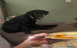 Springador dogs for sale: Coco pop  - Image 8