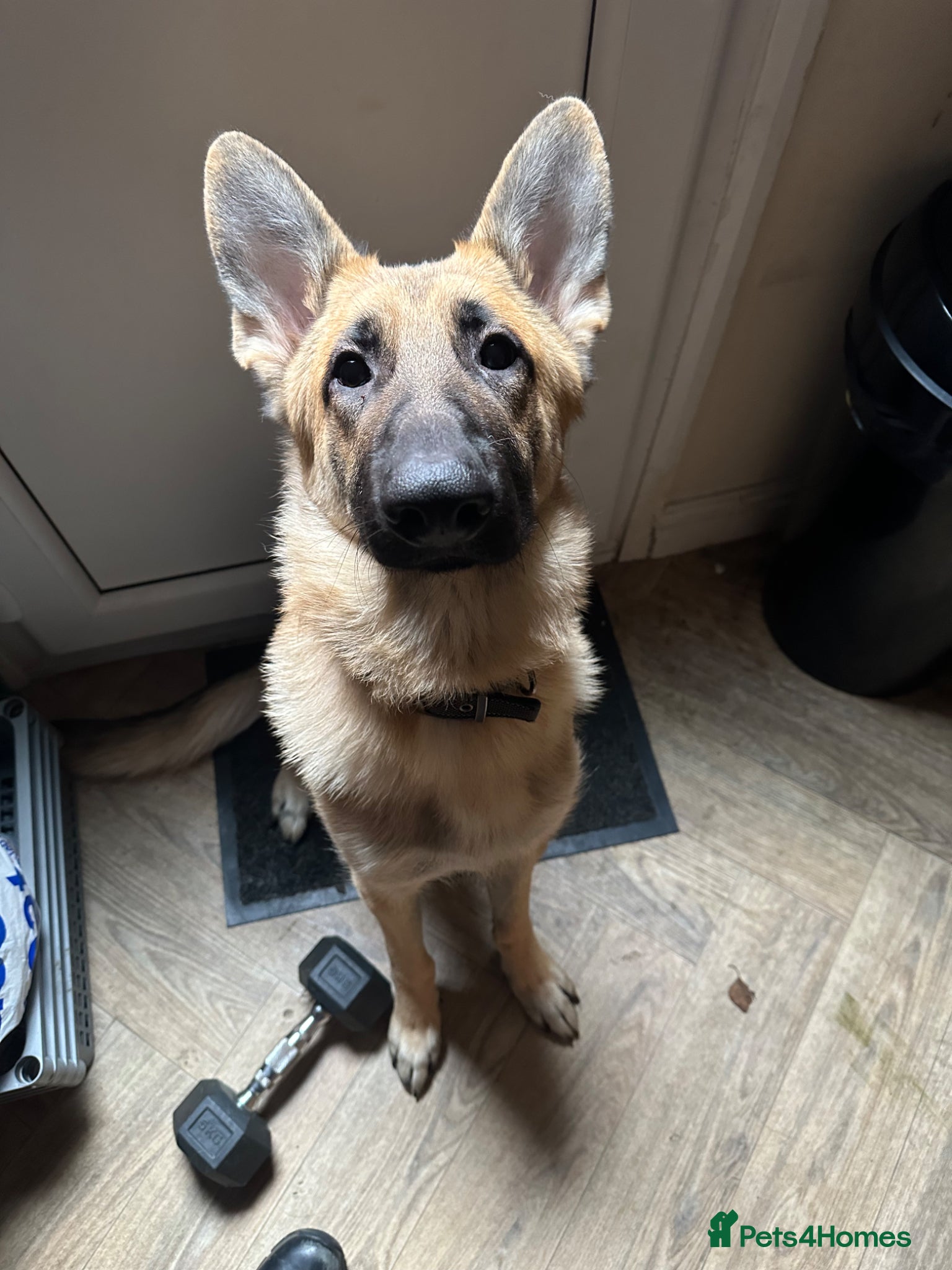 German Shepherd dogs 2 year old German shepherd  - Advert 10
