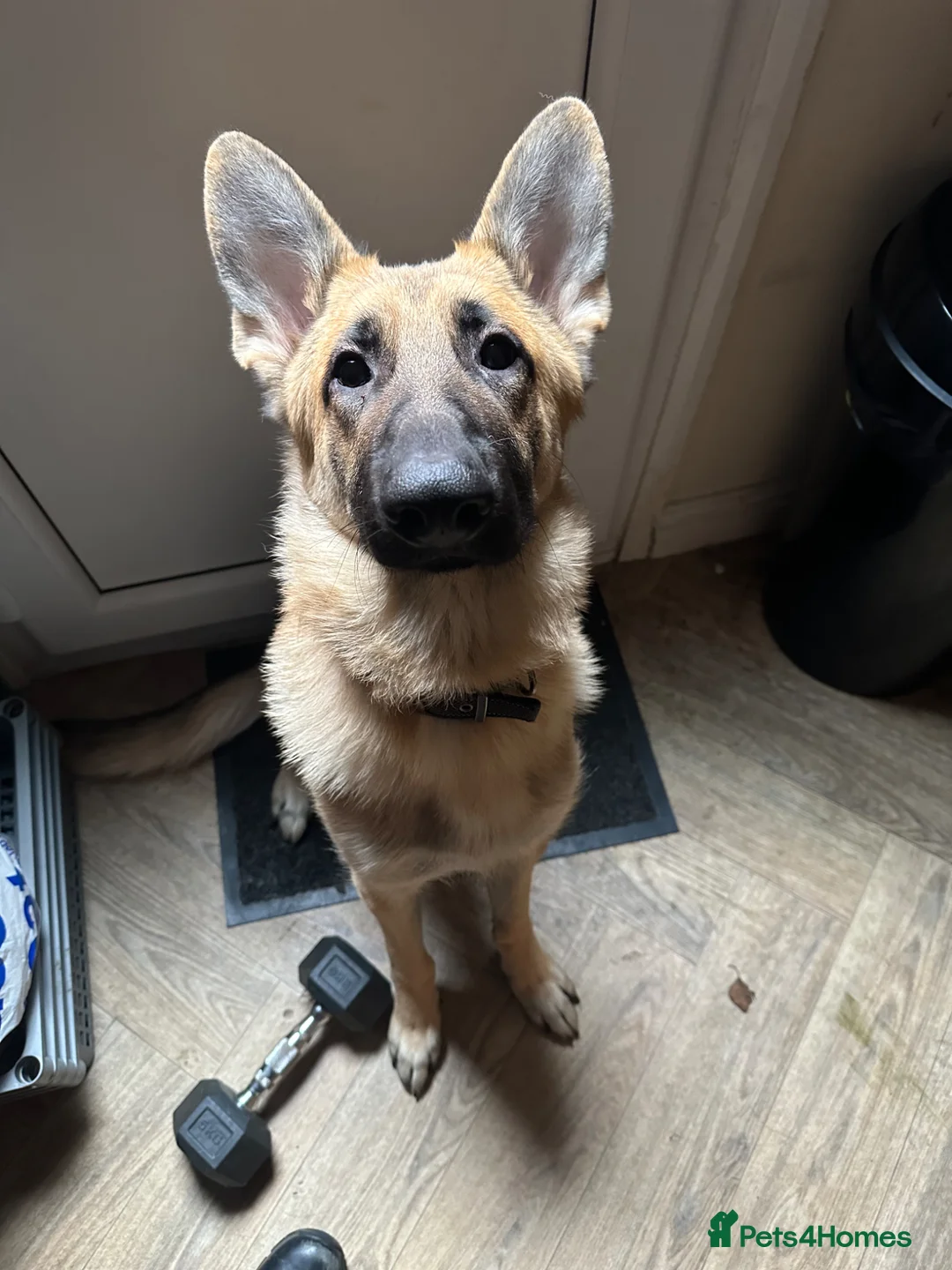 German Shepherd dogs for sale: 2 year old German shepherd  in Walsall - Advert 1