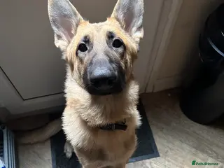 German Shepherd dogs 2 year old German shepherd - Advert 7